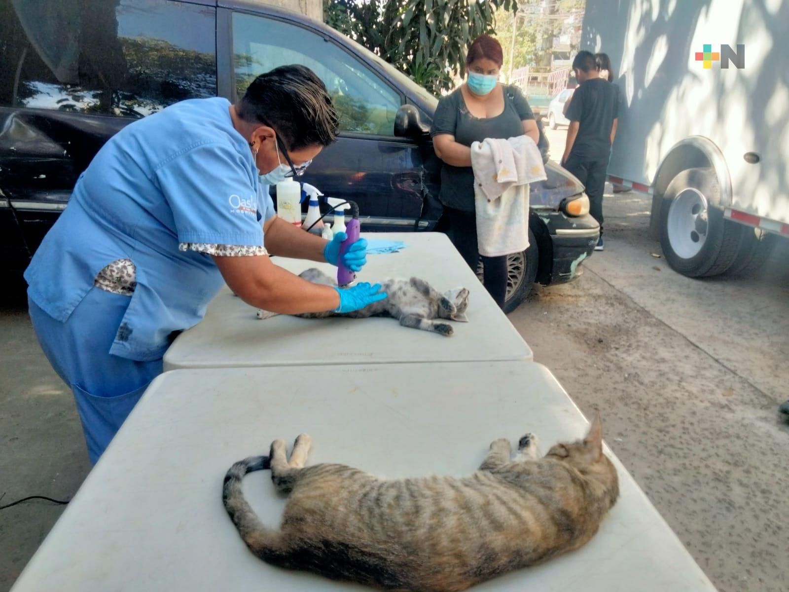Esterilización de perros y gatos llega de forma gratuita a más colonias de Xalapa