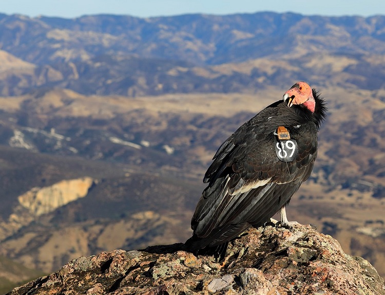 Recuperación del cóndor de California, ejemplo de cooperación multinstitucional
