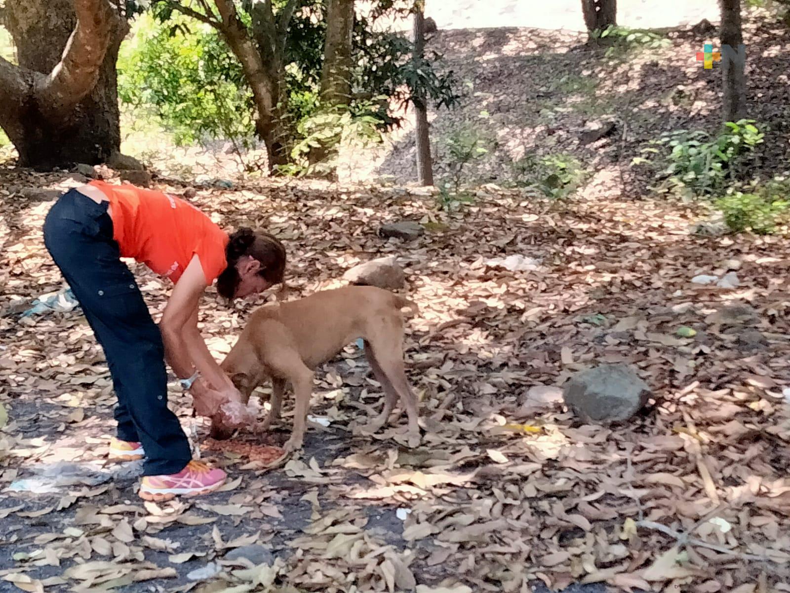 Una decena de perros han sido rescatados del abandono y maltrato en Jalcomulco