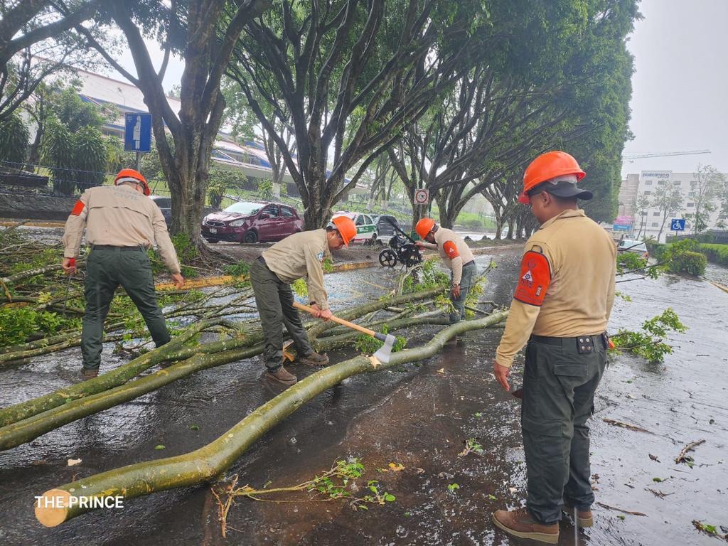 PC Estatal reporta afectaciones por viento fuerte en Xalapa