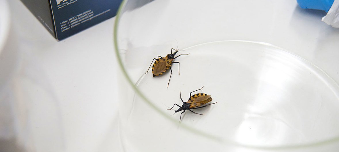 La enfermedad de Chagas, un diagnóstico que muchas veces llega tarde