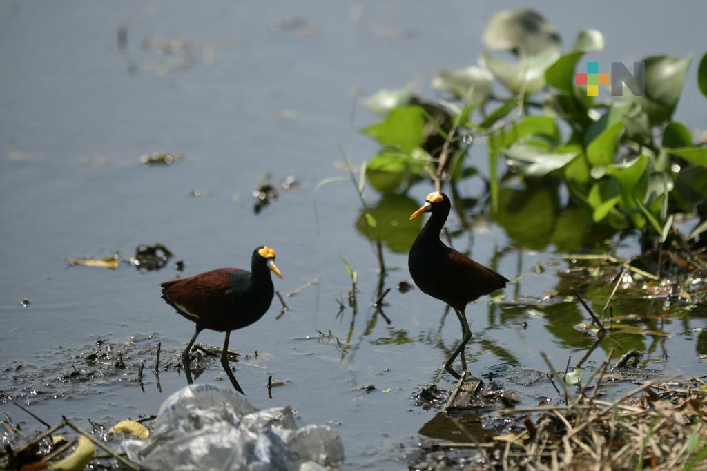 Regresa fauna silvestre a laguna Lagartos tras los trabajos de limpieza