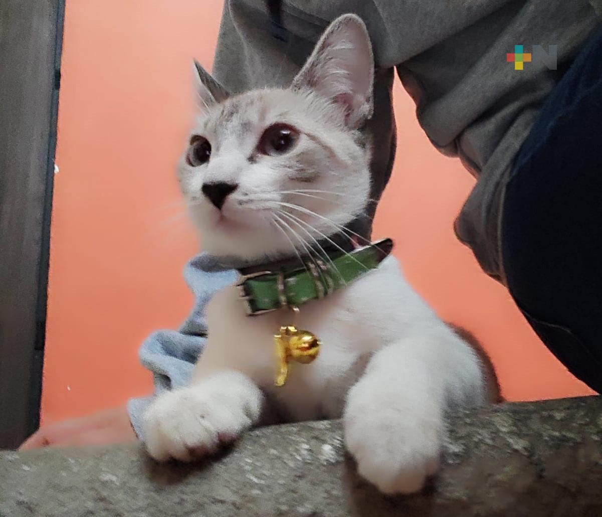Joven denuncia presunta negligencia veterinaria contra su gatita