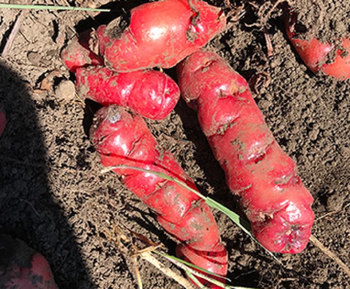 Académicos UV analizan propiedades benéficas de la papa extranjera