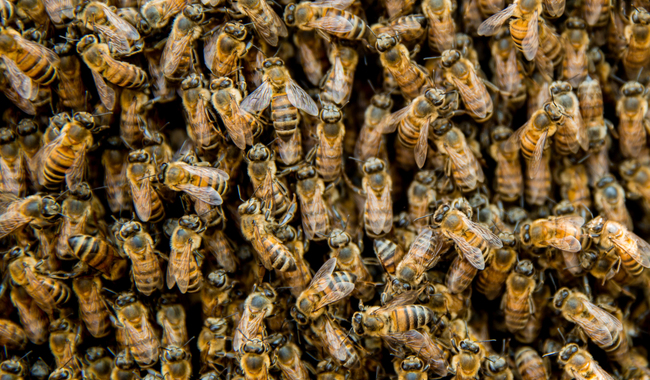 Capacita Agricultura a pueblos originarios en la crianza sustentable de abejas nativas