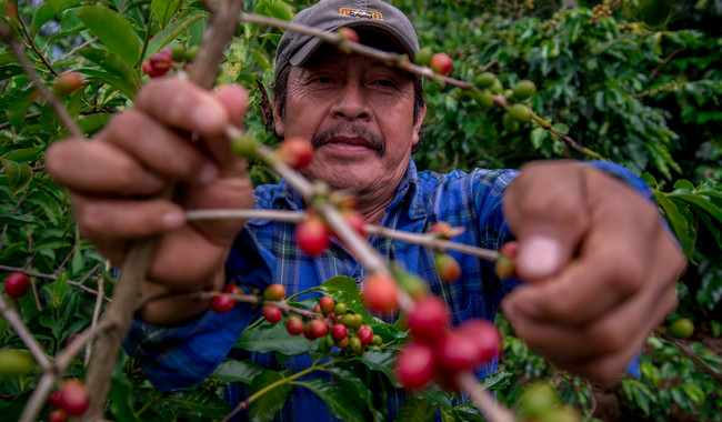 Beneficia Producción para el Bienestar a más de 40 mil productores de café en Veracruz