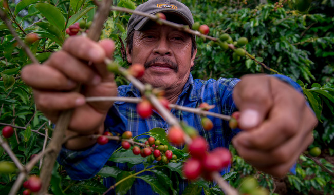 Sembrando Vida rescata vocación cafetalera en México