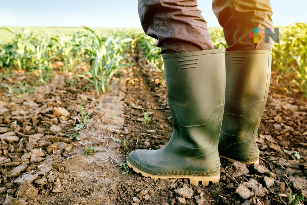 Productores veracruzanos se adaptan para enfrentar temporada de sequía