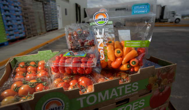 Contribuyen exportaciones de aguacate, jitomate y fresa al saldo positivo de la balanza agroalimentaria en febrero