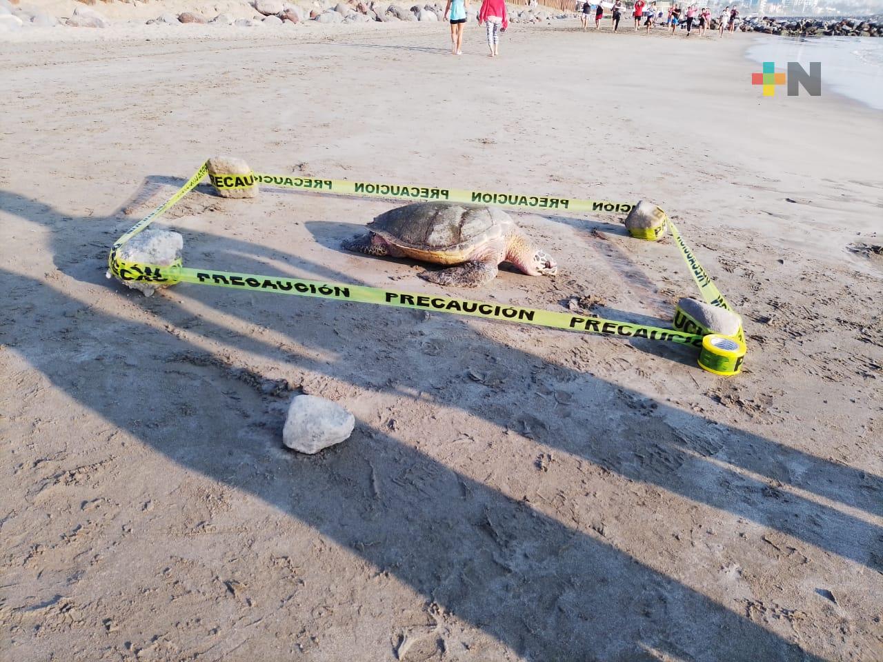 Hayan tortuga muerta en playa de Boca del Río