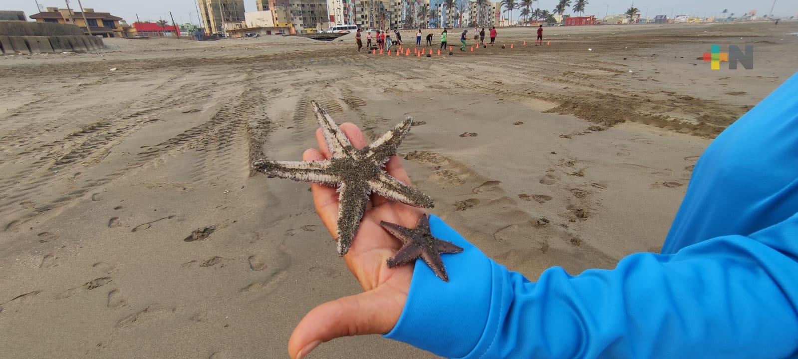 Ciudadanos encuentran estrellas marinas en playa de Coatzacoalcos