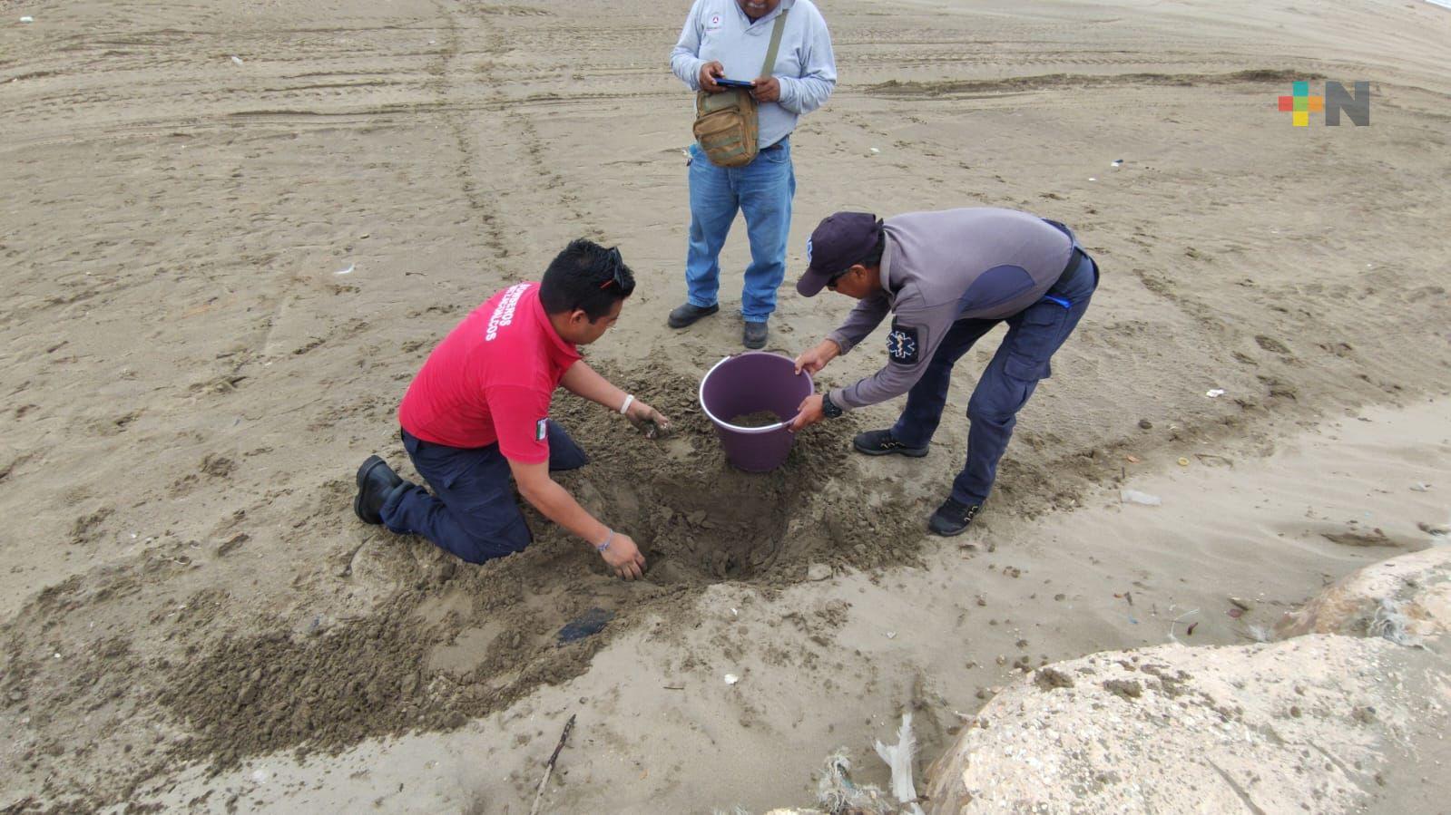 Resguarda PC huevos de tortugas localizados en playas de Coatzacoalcos