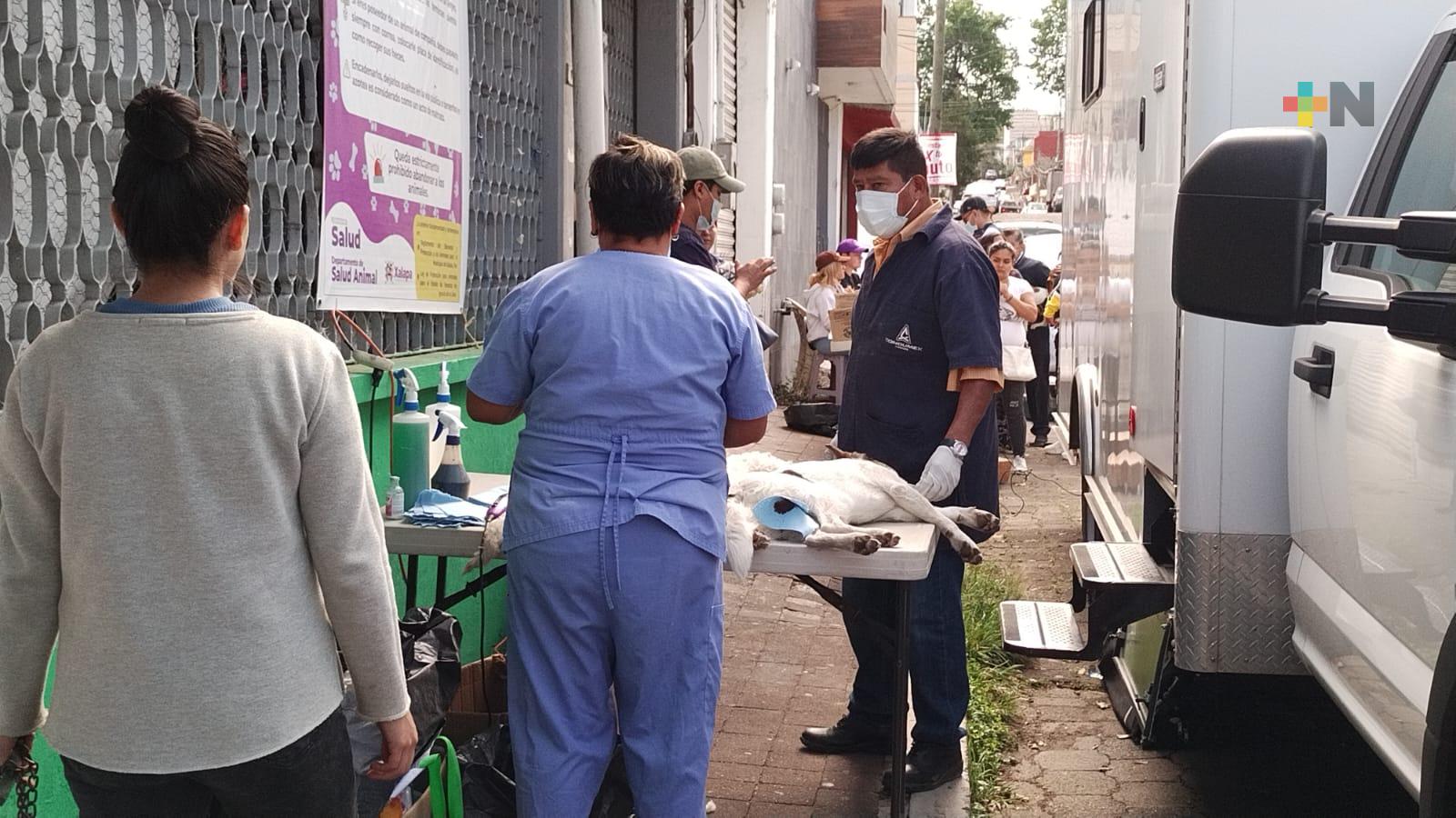 Realizan jornada de esterilización de perros y gatos en colonia de Xalapa