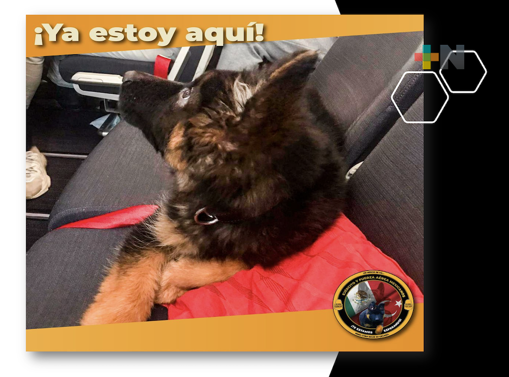 Llega perrito turco donado por Turquía a México