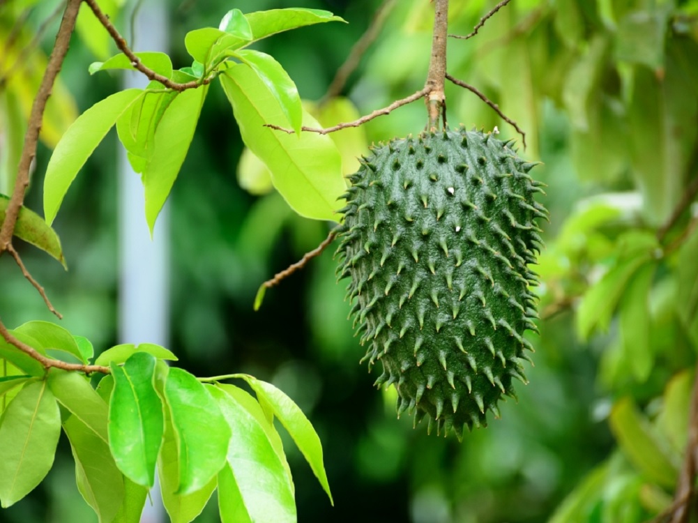 Capacita Agricultura a sector productivo de Belice en cultivo de soya, coco, guanábana y pitahaya