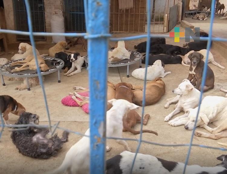 Abandono de animales es cada vez más constante en Xalapa: activista