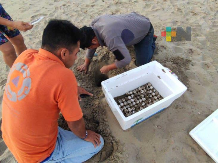 PC Coatzacoalcos resguarda más de cien huevos de tortuga
