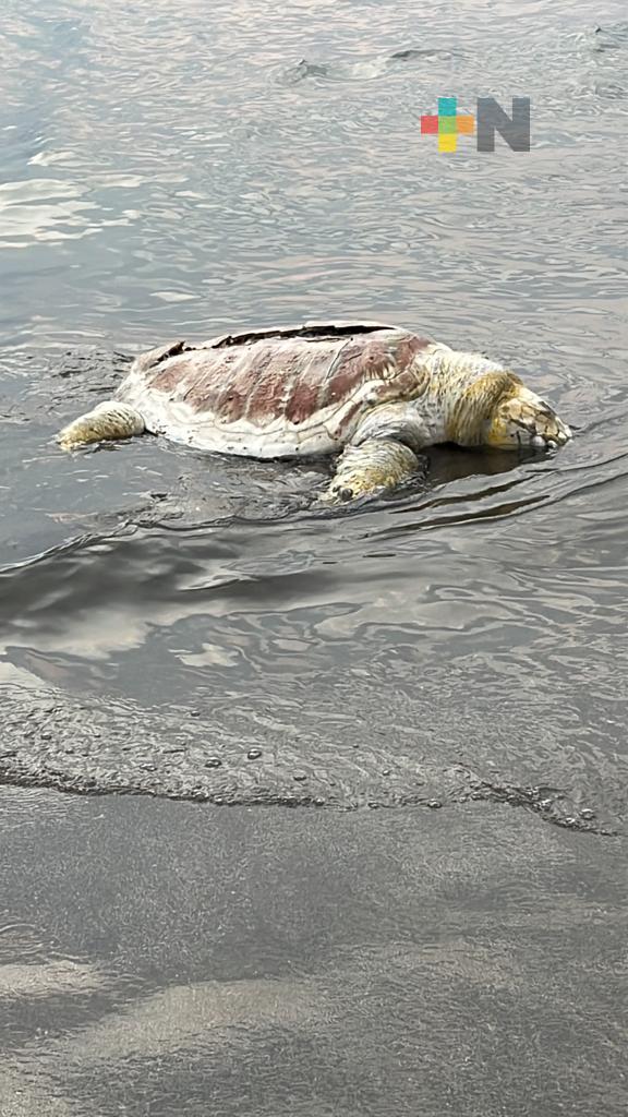 Tres tortugas y un cachalote muertos en playas de Boca del Río en lo que va del año