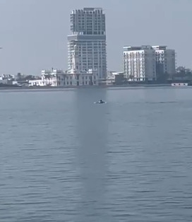 Otro delfín es visto en el Puerto de Veracruz