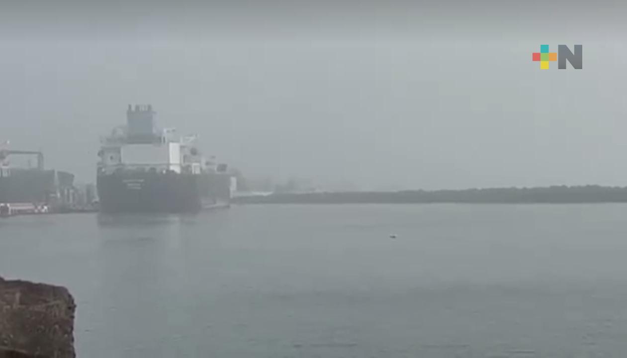 Avistan a delfín en playa regatas de Veracruz