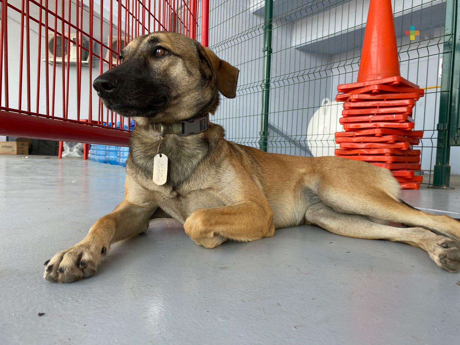 Habrá campaña de vacunación de mascotas en el «Beto Ávila» por cumpleaños de Sky