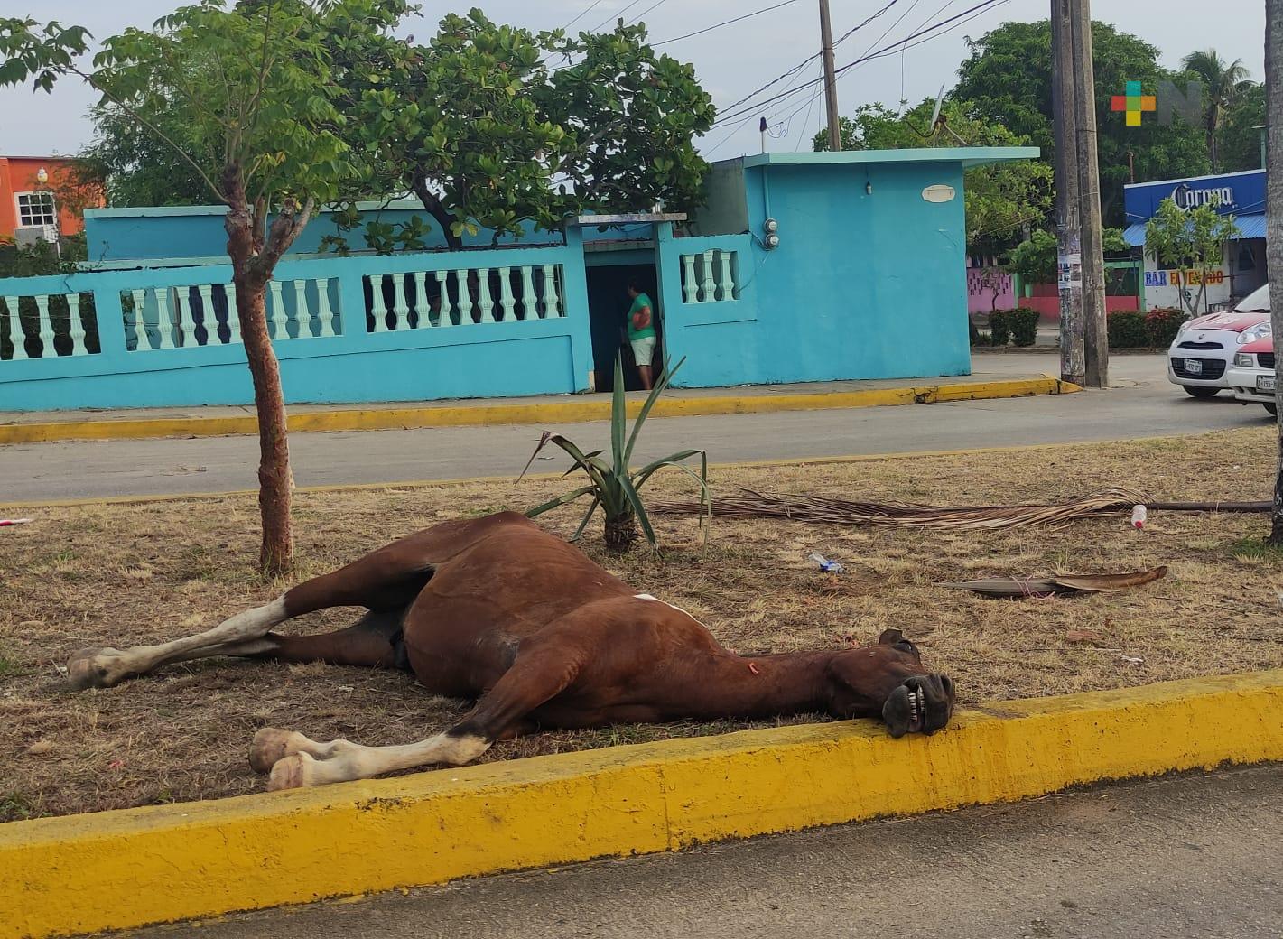 Abandonan caballo muerto en vía pública de Villa Allende