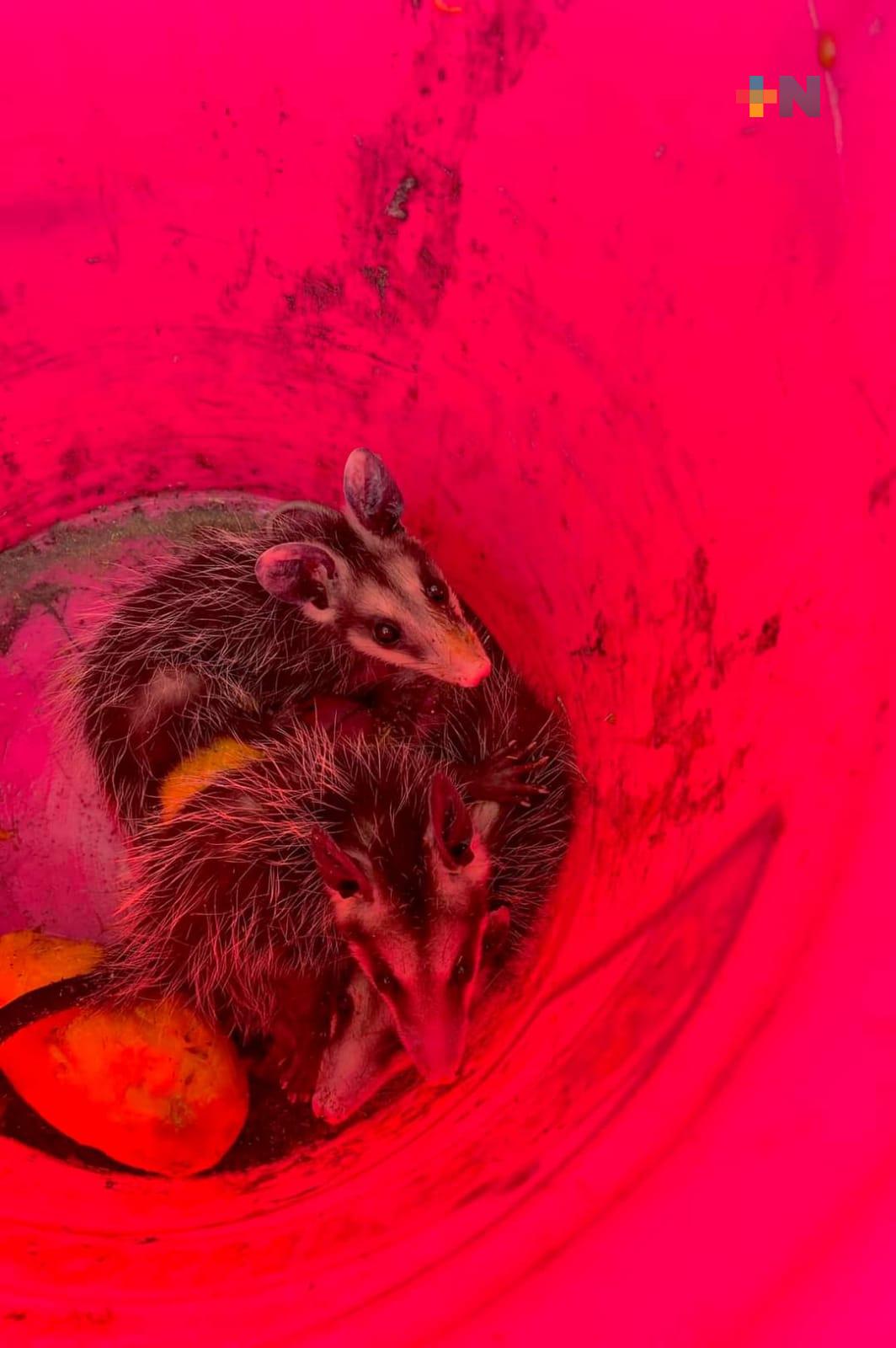 Pide Ecosustenta no comprar fauna silvestre como mascotas