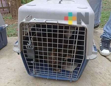 En Xalapa esterilizan animales en situación de calle