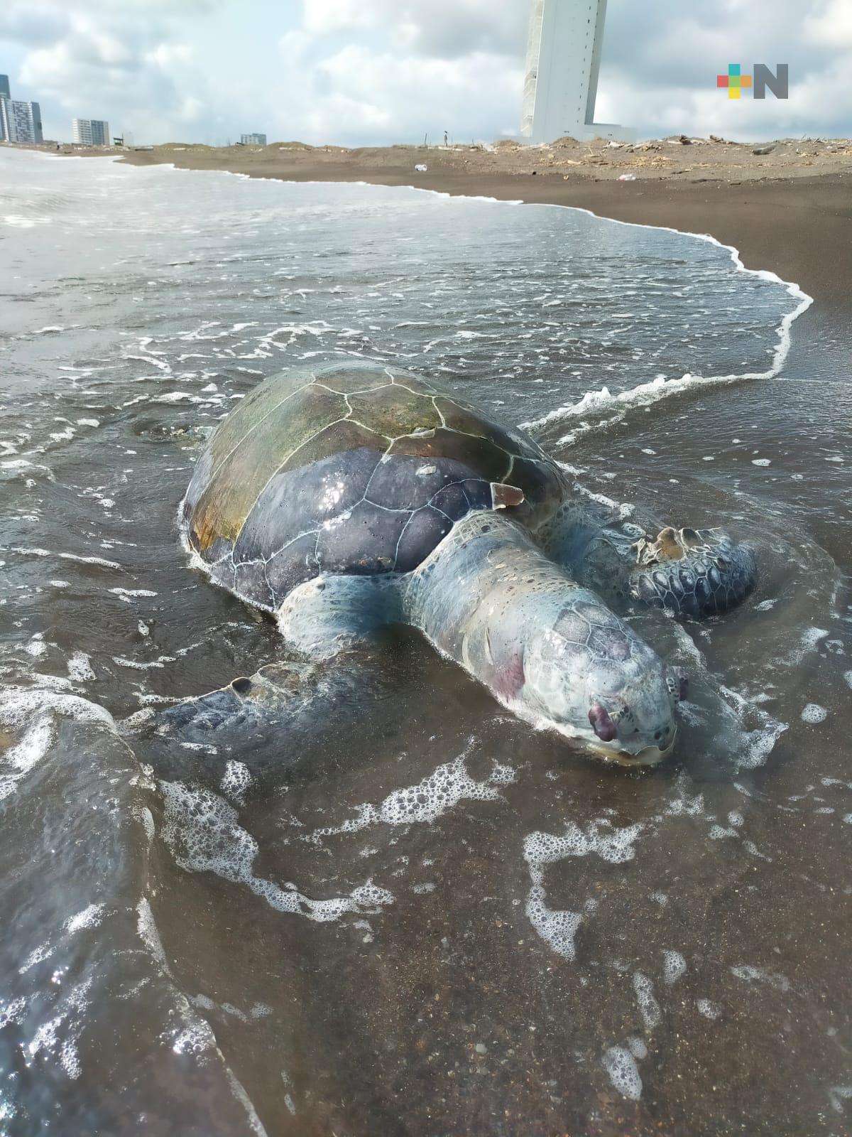 Encuentran tortuga muerta la Isla del Amor