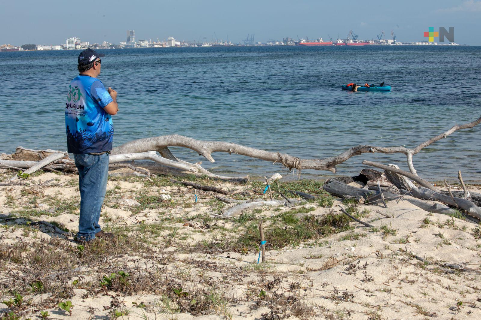 Instala Aquarium del Puerto campamentos tortugueros en islas del Sistema Arrecifal Veracruzano