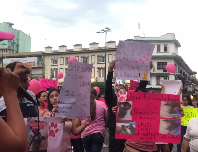 En Xalapa, animalistas piden justicia para perrita asesinada por conductor