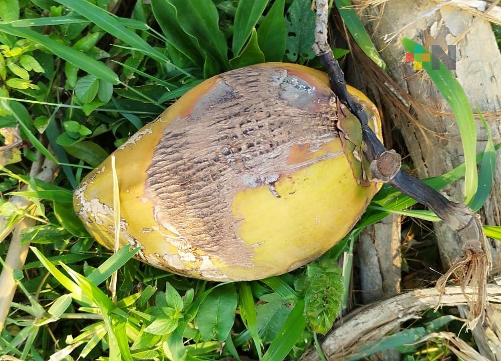 Ataca «picudo negro de la palma» a cientos de hectáreas de coco en Coatzacoalcos