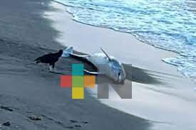 Hallan delfín muerto en playas de la rivera veracruzana