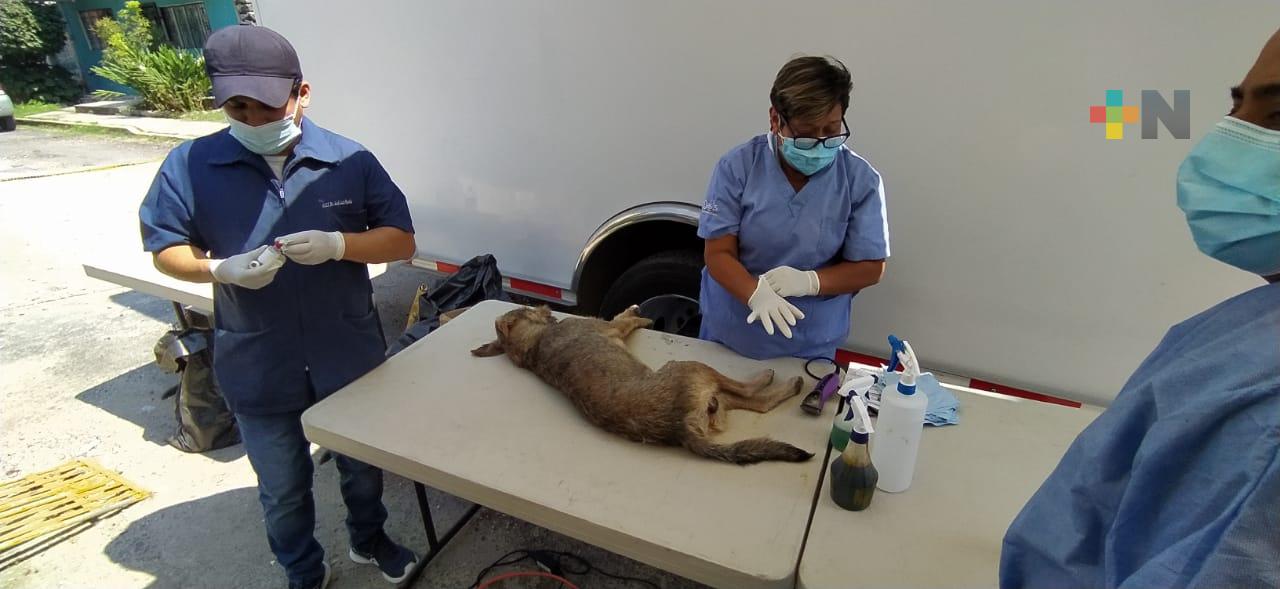 Continúan jornadas itinerantes para esterilizar perros y gatos en colonias de Xalapa