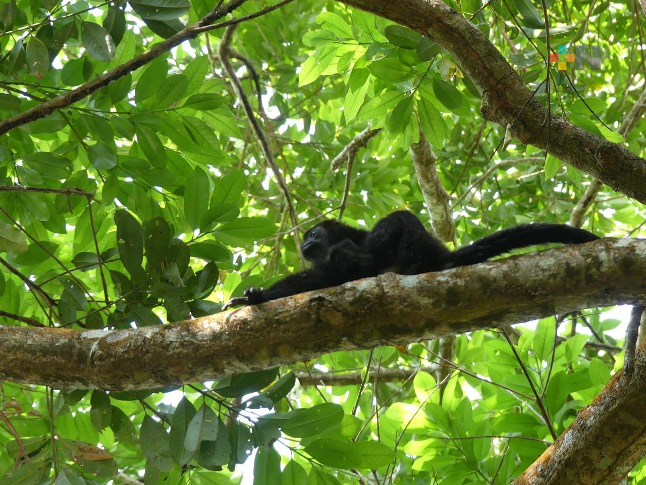 Liberan mono araña en hábitat tras recibir descarga eléctrica en Ixhuatlán del Sureste