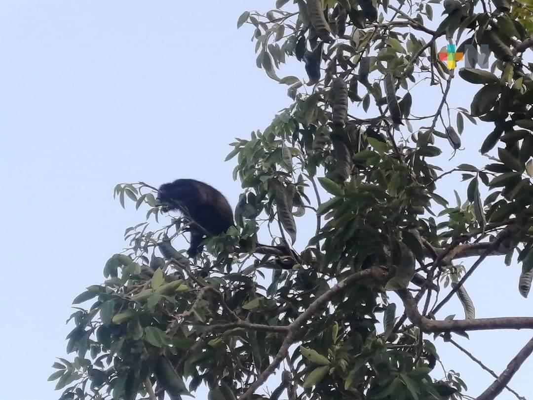 Moño araña sufre descarga eléctrica en Ixhuatlán del Sureste