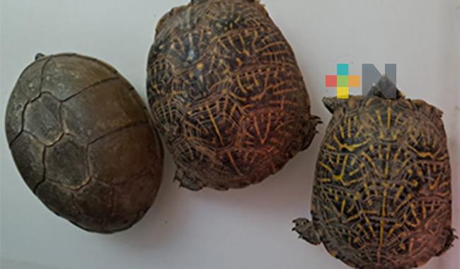 En Ciudad de México, GN rescata tortugas enviadas por paquetería desde Chihuahua