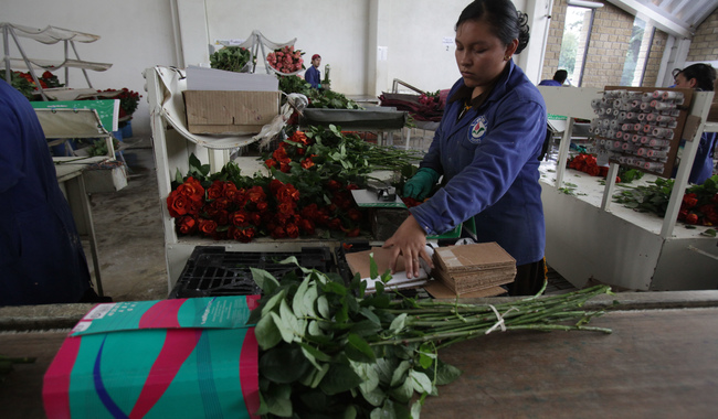 Garantizan productores abasto de flores ornamentales para los festejos del Día de las Madres