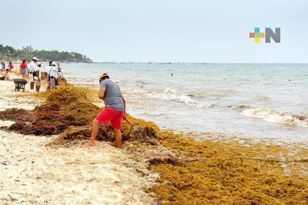 Piden en la Permanente buscar alternativas para uso de sargazo en cadenas productivas