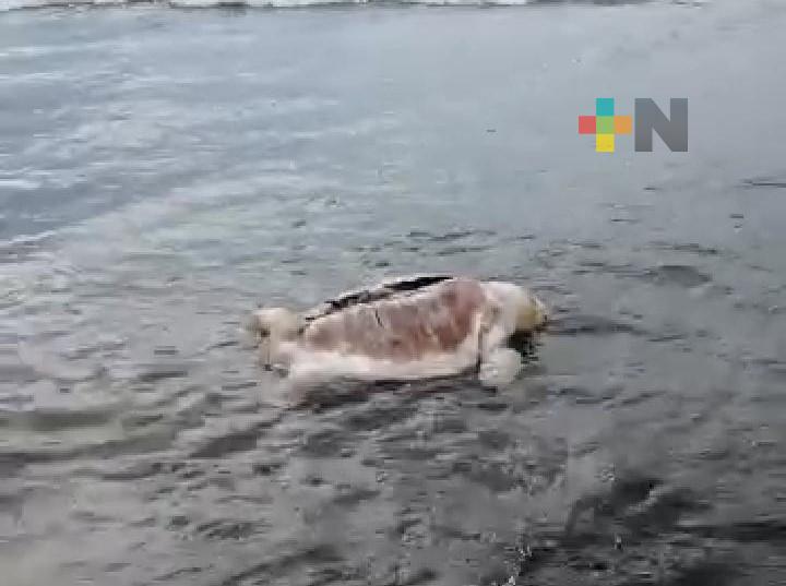 Encuentran tortuga marina muerta en playa de Boca del Río