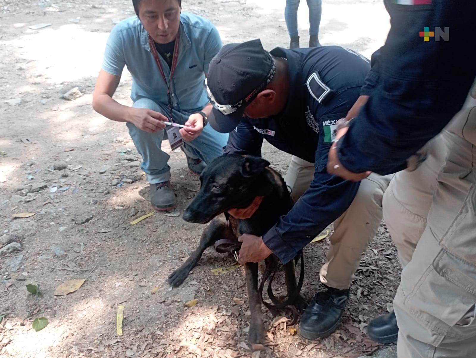 Agentes caninos de la policía de Coatzacoalcos recibieron vacuna contra la rabia