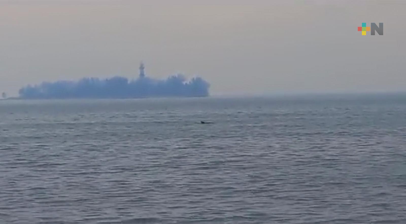 Captan delfines nadando en zona Veracruz-Boca del Río