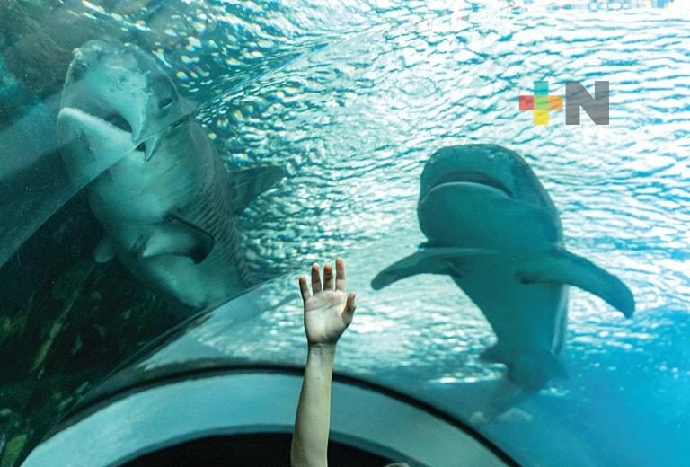 Repuntan ingresos y número de visitantes en Aquarium de Veracruz