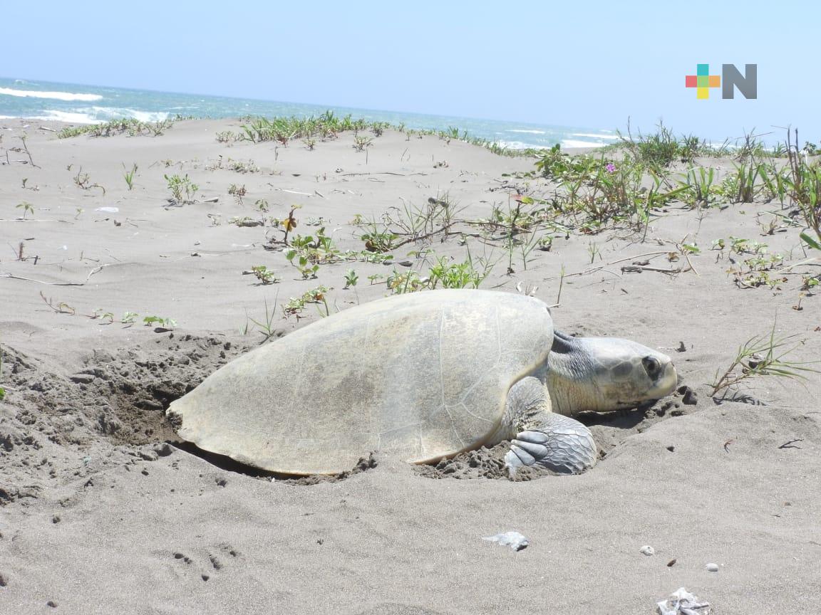 Pesca incidental: riesgo para las tortugas marinas