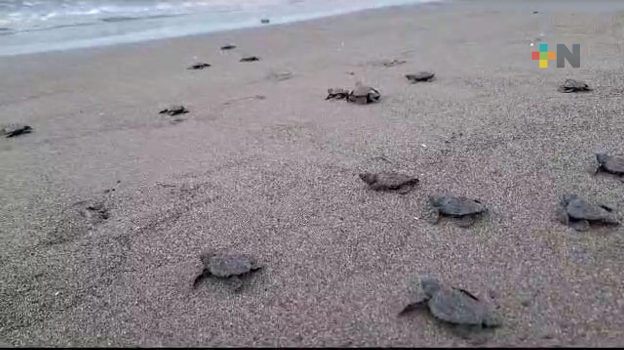 Concluye temporada de arribo de tortuga lora a playas del Golfo de México