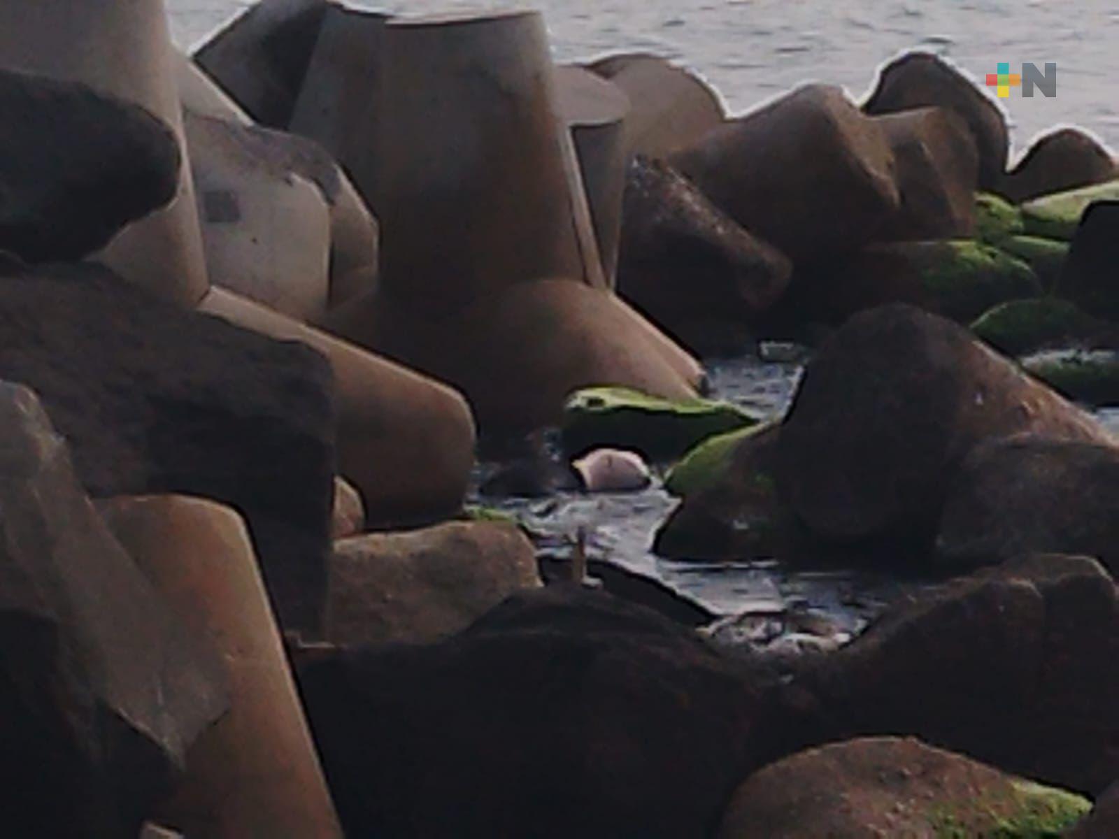 Localizan cadáver en río Coatzacoalcos; no ha sido identificado