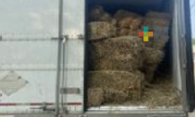 FGR vincula a proceso a Vicente «D» por delito contra la salud, al sur de Veracruz