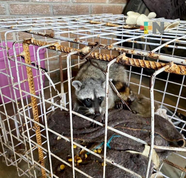 Profepa rescata mapaches de una casa y los libera en reserva natural