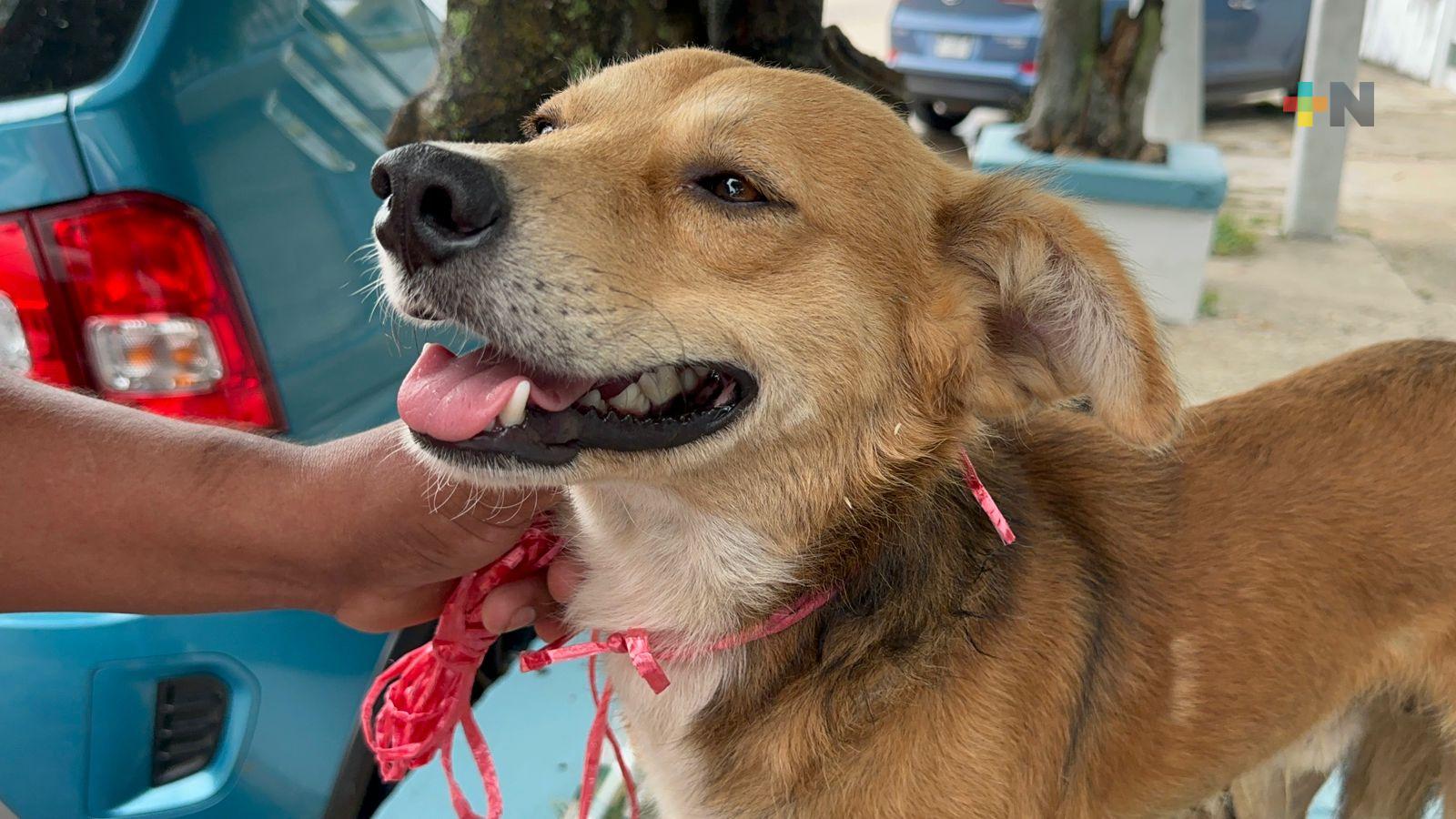 Contextos familiares problemáticos vinculados a crueldad hacia animales