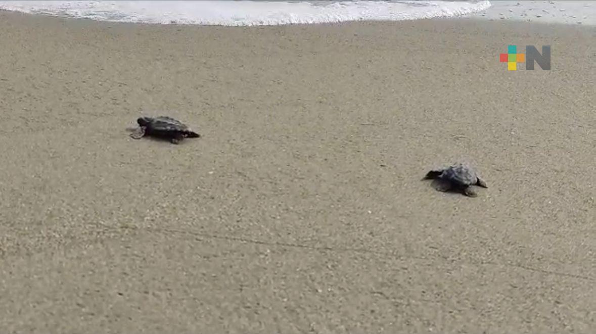 En Coatza, turistas y lugareños disfrutan el espectáculo del nacimiento de tortugas
